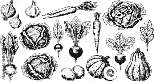 Assorted Root Vegetables and Gourds in Detailed Engraving Style Vector Illustration