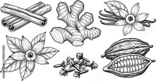 Assortment of culinary spices including cinnamon sticks ginger cloves vanilla beans and cocoa pods in a vintage engraving style