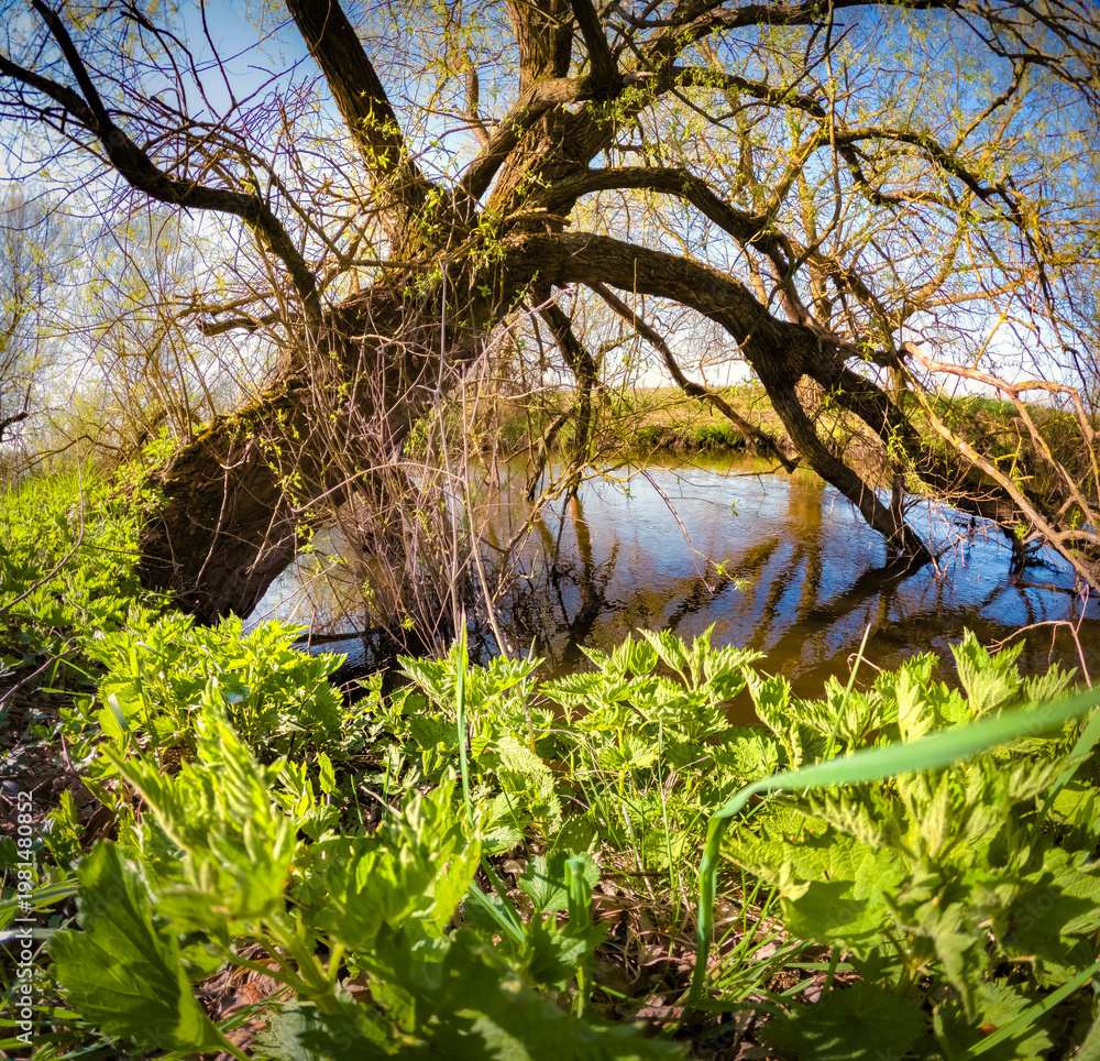 Naklejka premium Old willow tree on the shore of Strypa river, Ukraine, Europe. Impressive spring scene of green meadow. Beauty of nature concept background.