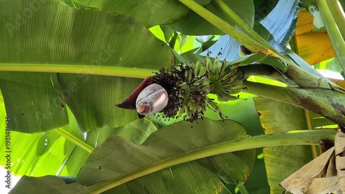 Banana Tree with Banana Heart and Young Green Fruits in Tropical Plantation