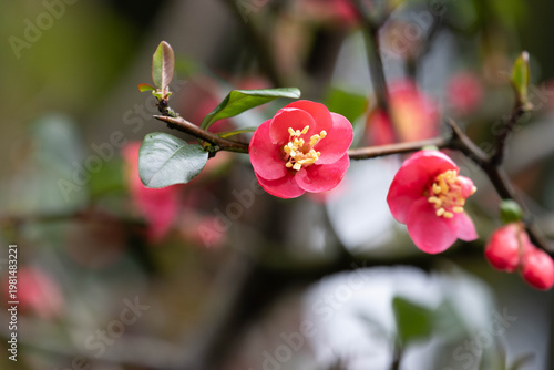 Delicate Pink Japanese Quince Blossoms on Branch