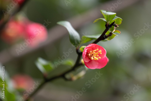 Delicate Pink Japanese Quince Blossoms on Branch
