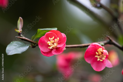 Delicate Pink Japanese Quince Blossoms on Branch