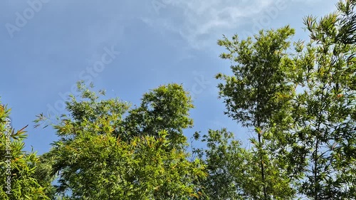 Green Bamboo Trees Swaying in the Wind Against a Clear Blue Sky.