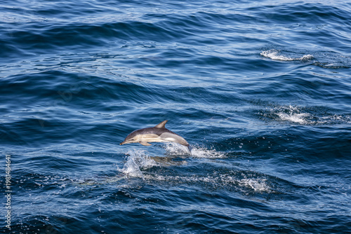 Dolphin jumping over the waves in black sea.