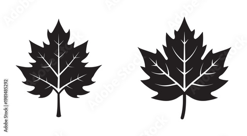 Black silhouette of two maple leaves with white veins on white background  leaves are facing upwards and have distinctive shapes