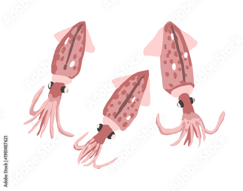 ホタルイカのベクターイラスト/Vector illustration of Firefly Squid
