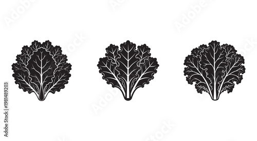 Set of three black silhouettes of leafy greens with white veins on white background  healthy eating and nutrition concept