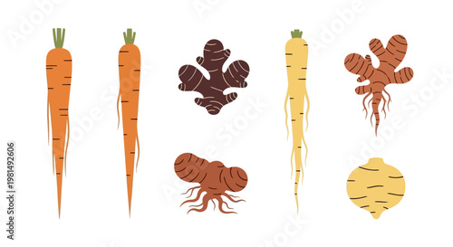 Root Vegetables Assortment: Carrots, Ginger, Parsnip, Turnip - Healthy Food Ingredients