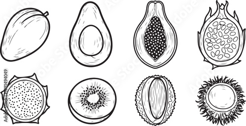 Illustrations of various seashell types with intricate patterns and shapes Vector