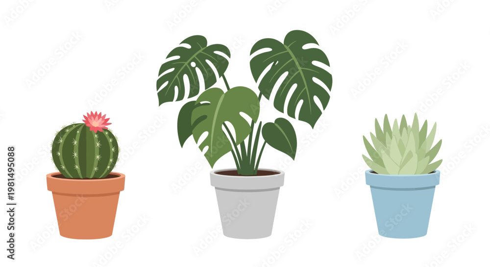 Fototapeta premium Three Potted Houseplants: Monstera, Cactus, and Succulent on White Background