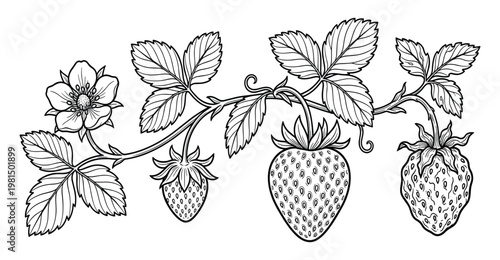 Strawberry plant branch with flower and ripening fruits drawing