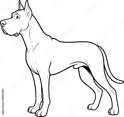 vector illustration of a great dane dog