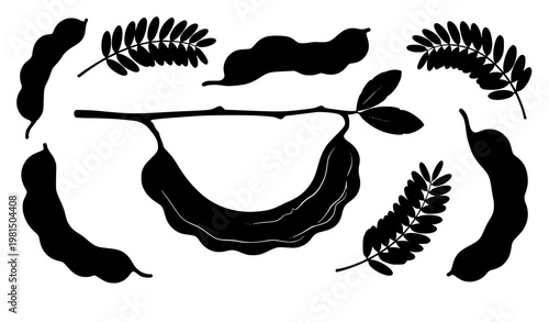 Tamarind silhouette collection tropical fruit botanical vector isolated on white