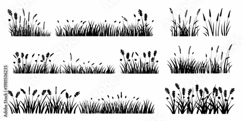 Black and white illustration of various reeds and grasses growing