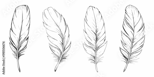 Four sketched feathers displayed in a simple monochrome arrangement