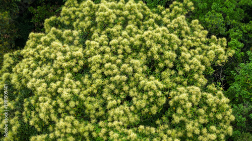 Canvas Print April 6 2026 a Flowering Tree Canopy Natural Texture