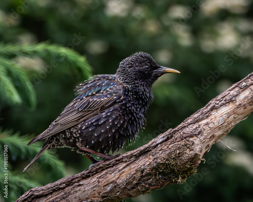 Two starlings, one adult with glossy iridescent plumage and one juvenile with brown-speckled feathers, perched apart on a diagonal tree branch against a vibrant green background. This composition