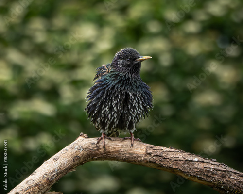 Two starlings, one adult with glossy iridescent plumage and one juvenile with brown-speckled feathers, perched apart on a diagonal tree branch against a vibrant green background. This composition