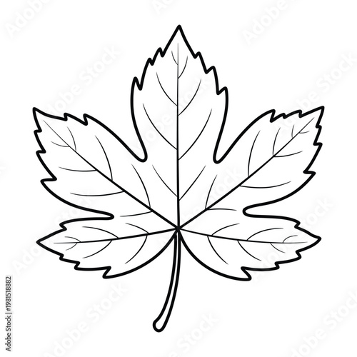 Maple leaf outline vector illustration, hand drawn line art leaf isolated on white background for autumn design, nature graphics, and botanical sketch