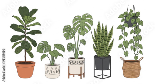 Collection of various potted houseplants in different decorative pots.