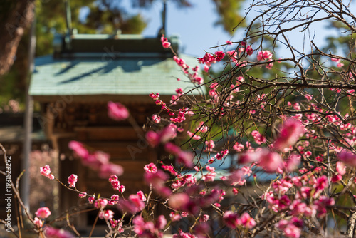 Tableau sur toile Plum Blossoms in Early Spring at Tsunashiki Tenman Shrine (Shintenjin), Imabari,