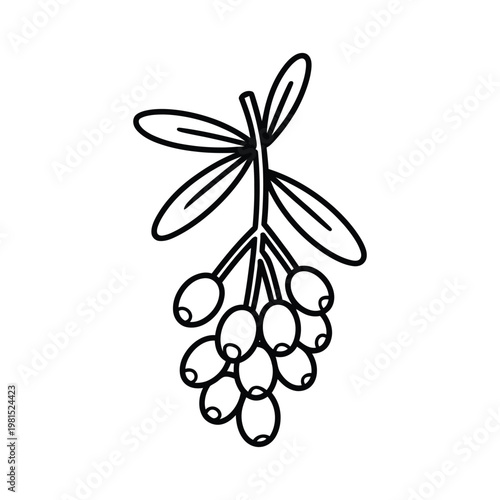 Sea buckthorn illustration, hand drawn vector of branch with berries and leaves, botanical sketch style for herbal design, natural medicine, organic food, and plant-based graphics