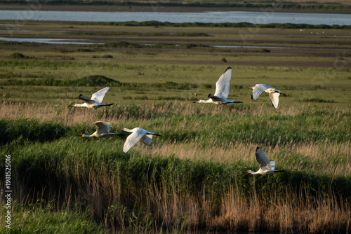 Εκτύπωση καμβά Elegant Eurasian spoonbill in flight just above the water surface, wings spread wide and reeds softly blurred in the background