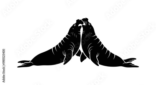 Two elephant seals facing each other in black silhouette