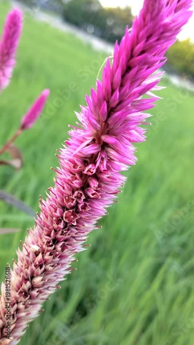 The Colosia argentea plant or flower has red petals