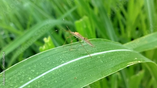 A rice ear bug is resting on a leaf, a rice pest