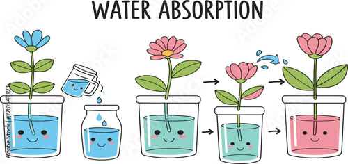 Water Absorption in Plants Illustration with Flower Experiment, Capillary Action Process, Root Uptake and Botanical Science Education Diagram