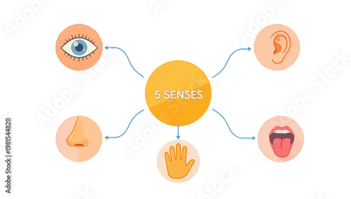 Five Senses Educational Diagram Illustration