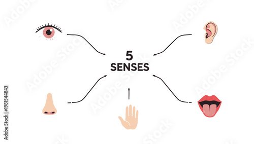 Illustration of the Five Human Senses with Icons for Education