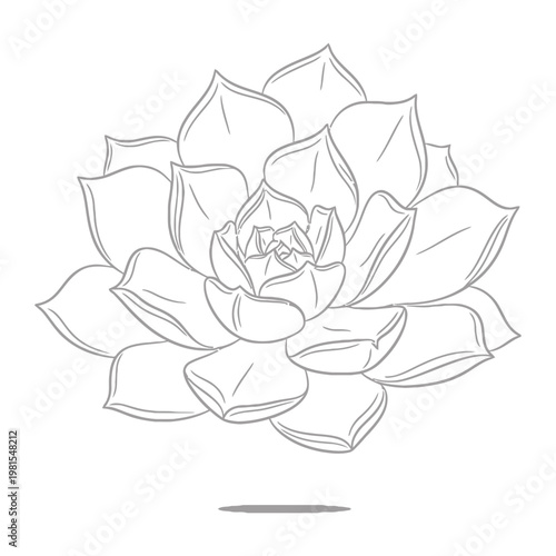 Succulent plant outline illustration