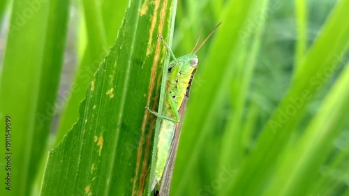A green grasshopper resting on a leaf in the bushes