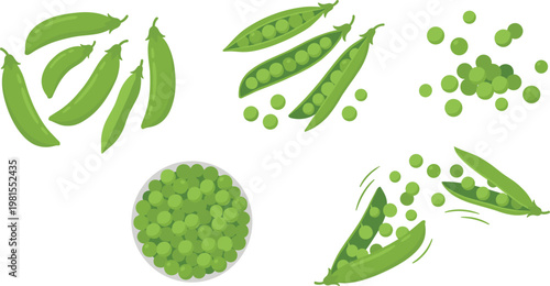 Green Peas Vector Collection with Pods, Open Shells, Falling Peas and Bowl Arrangement Illustrations for Fresh Vegetable Food Design and Healthy Nutrition Graphics
