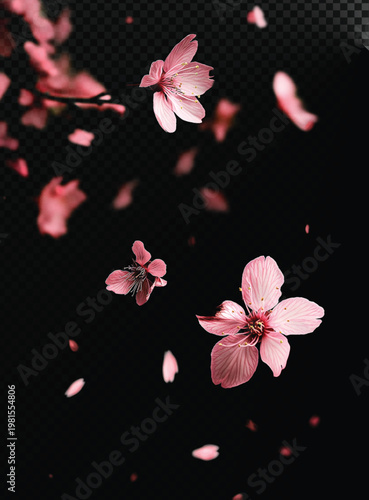 Pink cherry blossom flowers and petals falling on transparent background, isolated floral design element for spring and nature themed projects