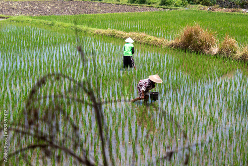 Rice Farmers Planting Seedlings in Paddy Field