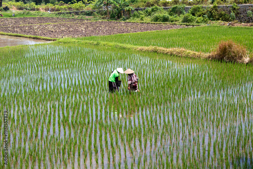 Farmers work in rice paddy field, Indonesia