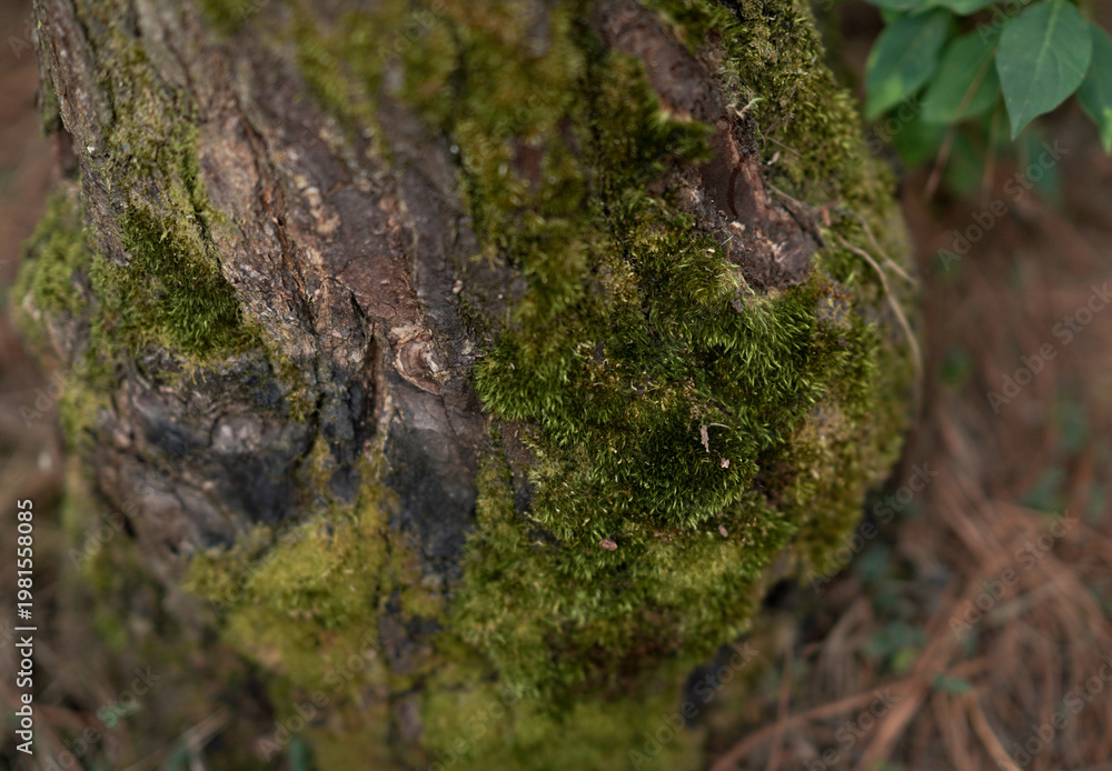 Obraz premium Tree trunk log with green moss isolated