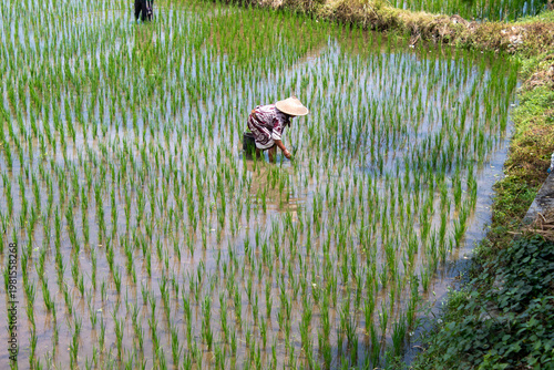 Rice Paddy Field in Asia