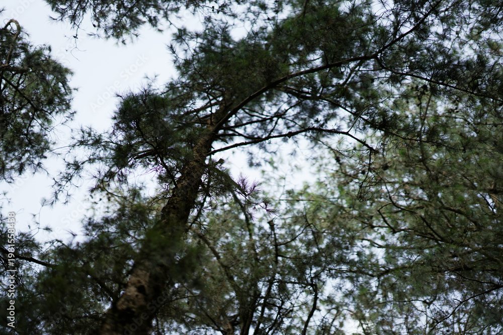 Obraz premium Trees in the sky