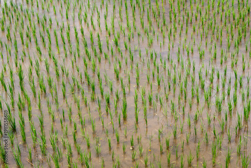 Rice Paddy Field with Young Seedlings