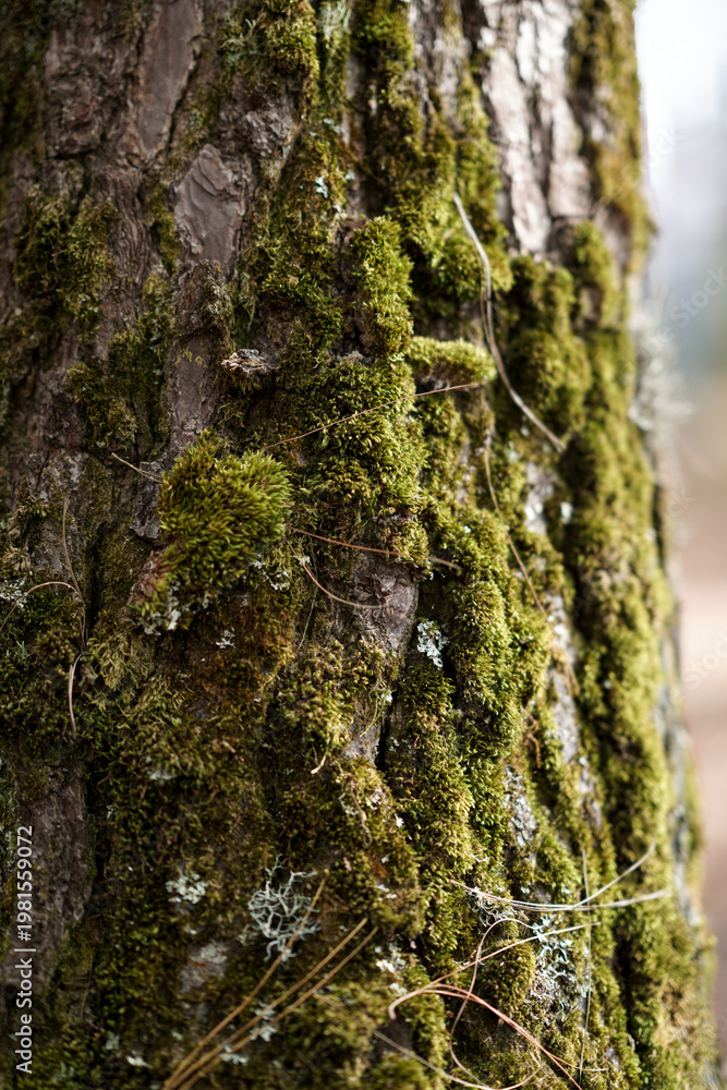 Fototapeta premium Moss on tree trunk green moss isolated
