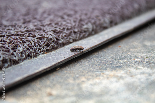 Beetle on Metal Edge Near Doormat