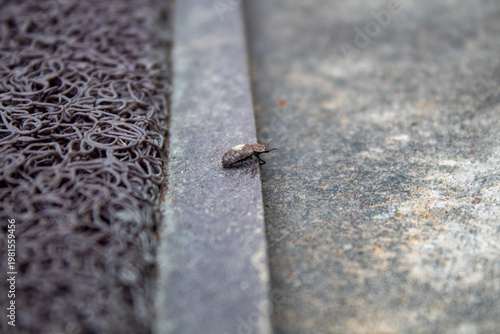 Beetle on Concrete Near Doormat