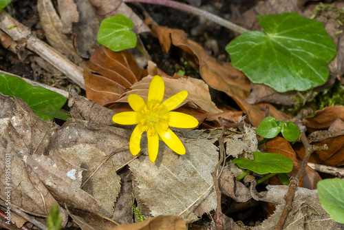 Eine einzelne Blüte des Scharbockskraut zwischen Laub
