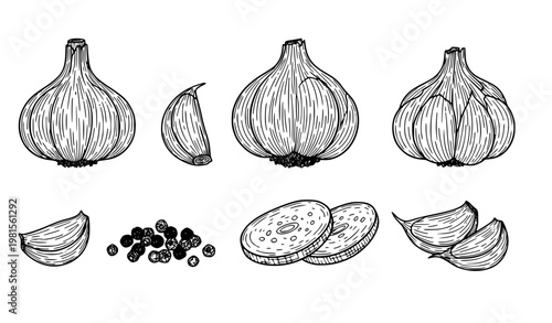 Hand drawn garlic bulb and clove outline vector set with peppercorn spice illustration isolated on white background
