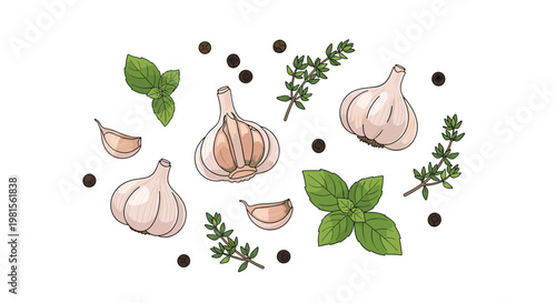 Detailed hand-drawn illustrations of whole garlic bulbs, individual cloves, vibrant green basil leaves, thyme sprigs, and black peppercorns on white.